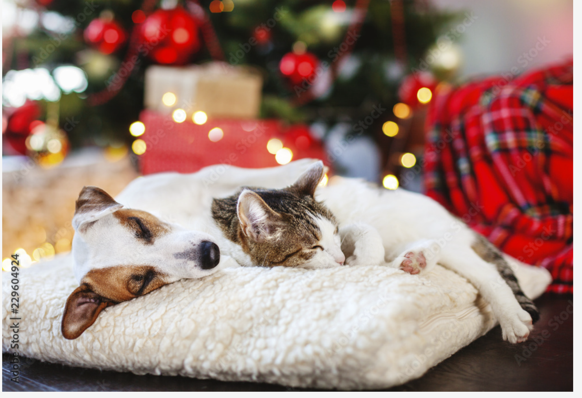 Bilden visar en hund och en katt som vilar bredvidvarandra. Juletid.